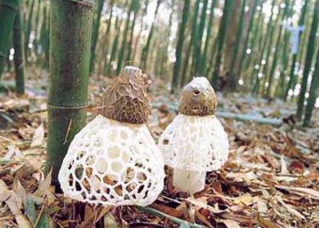 舌尖上的四面山之竹蓀
