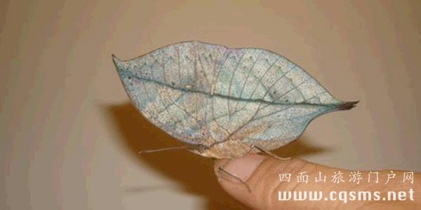 四面山珍稀物種 枯葉蝶