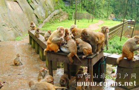 四面山臥龍溝 猴子開會