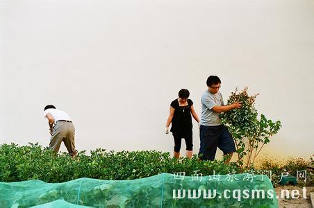 四面山 中上古鎮(zhèn)活動(dòng)