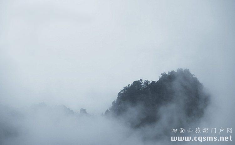 四面山豐富的植被 純凈的空氣